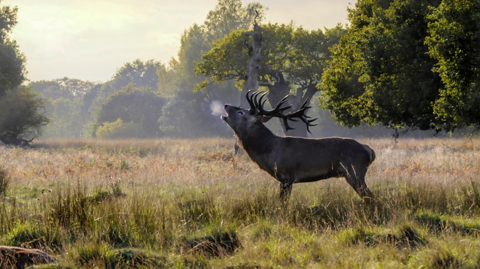 Rutting deer